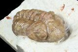 Bargain Kainops Trilobite From Oklahoma #45426-2